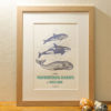 Affiche "Mammifères marins d'Océanie" - L’Atelier Letterpress