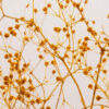 Gypsophile Safran immergé - Théophile Berthon 1867 – Image 3